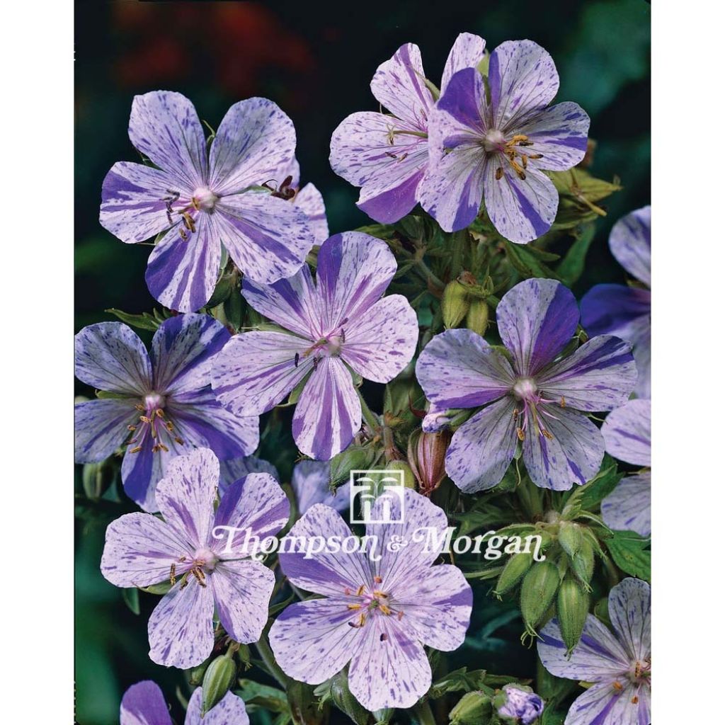 Geranium pratense Splish Splash (Samen) - Wiesen-Storchschnabel