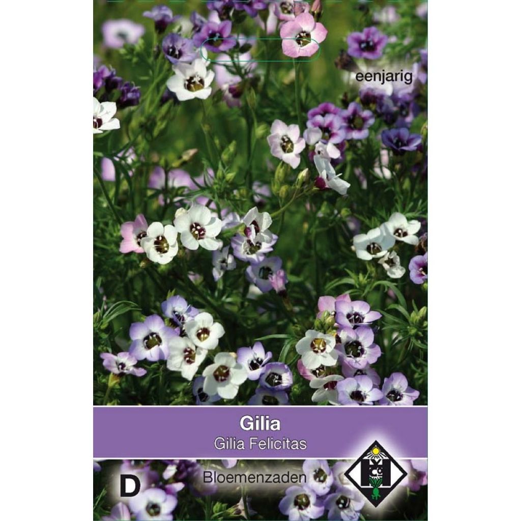 Gilia tricolor Felicitas (Samen) - Gilie