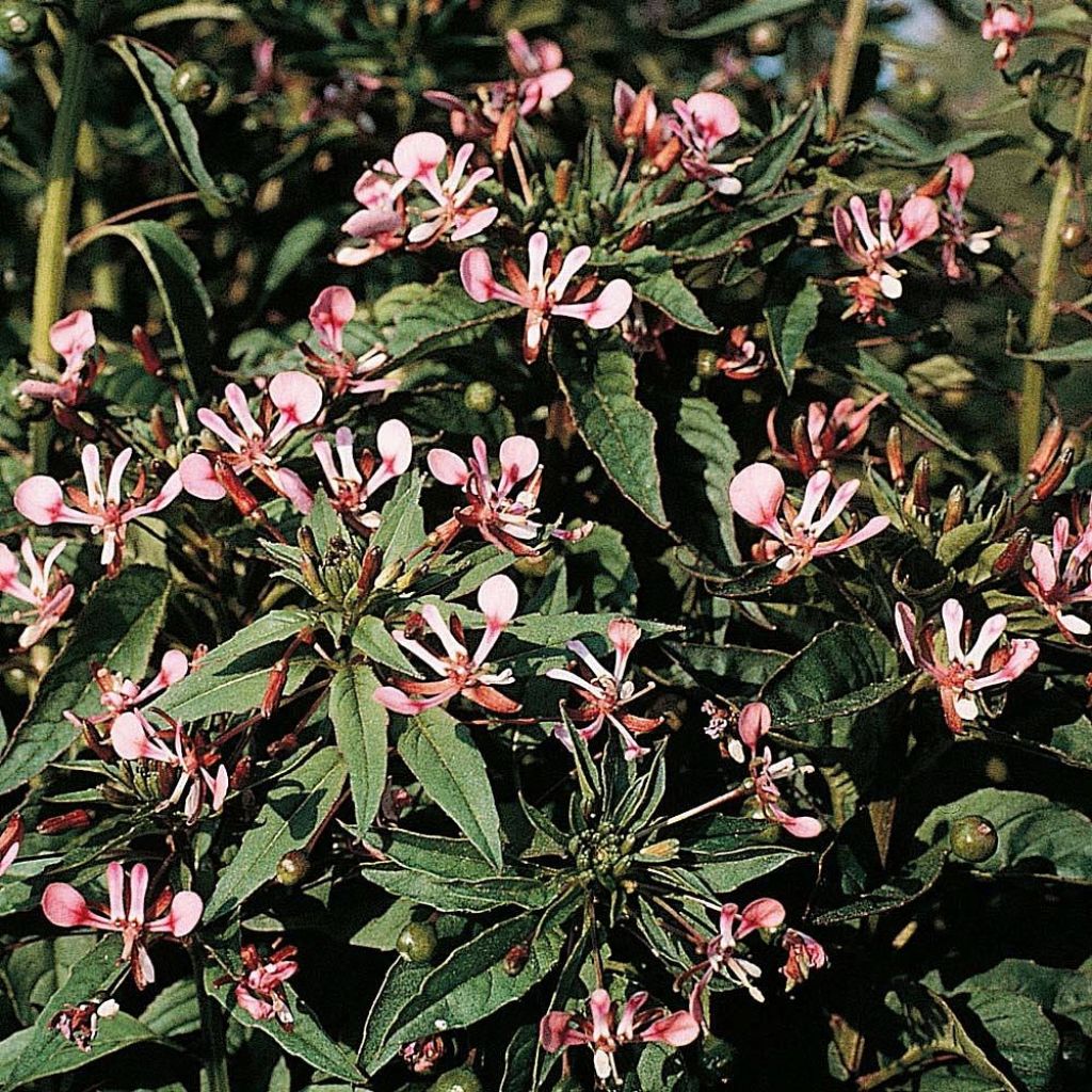 Lopezia cordata Pretty Rose (Samen) - Mückenblume