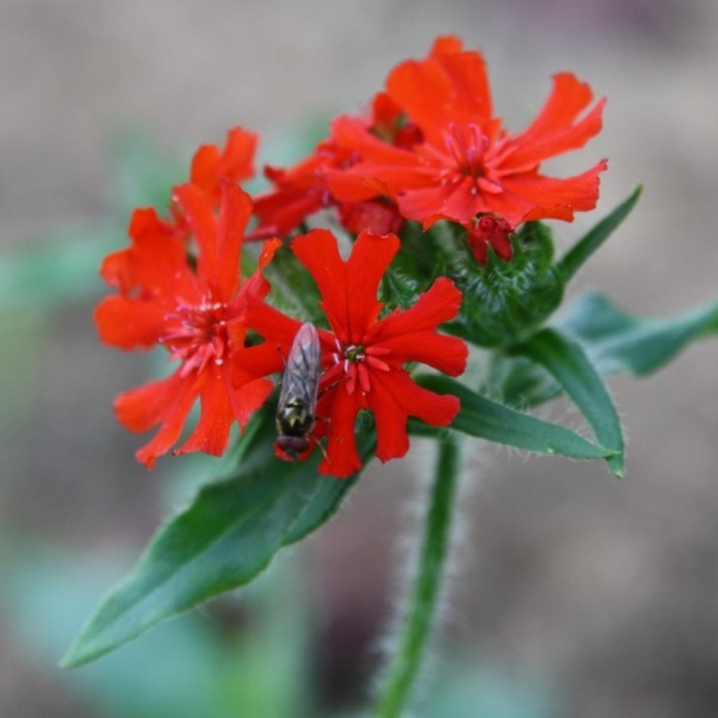 Lichtnelke Amour Ardent (Samen) - Lychnis chalcedonica