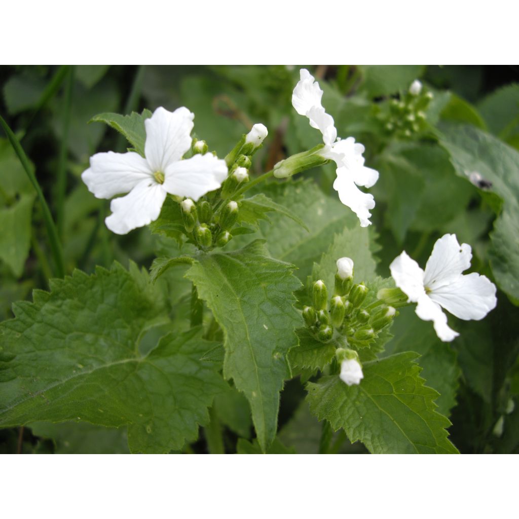 Silberblatt (Samen) - Lunaria annua