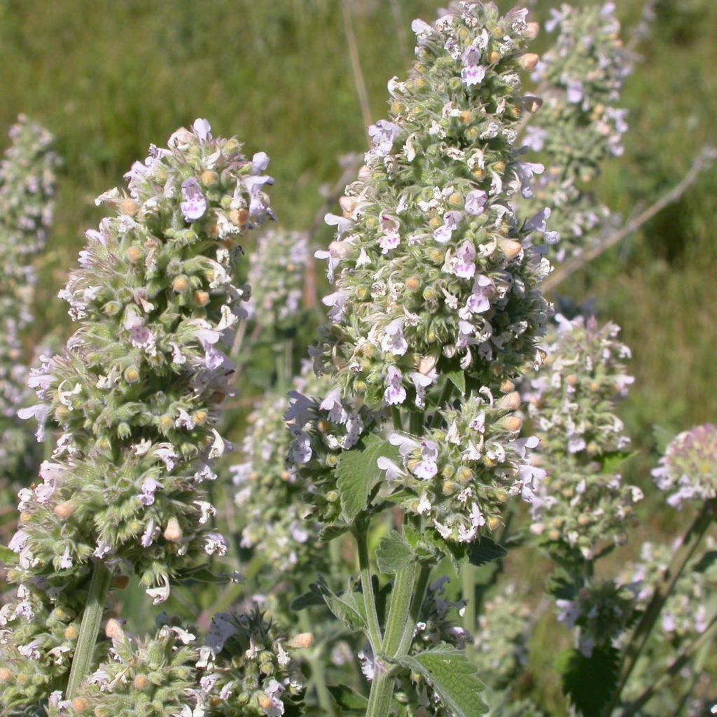 Echte Katzenminze - Nepeta cataria