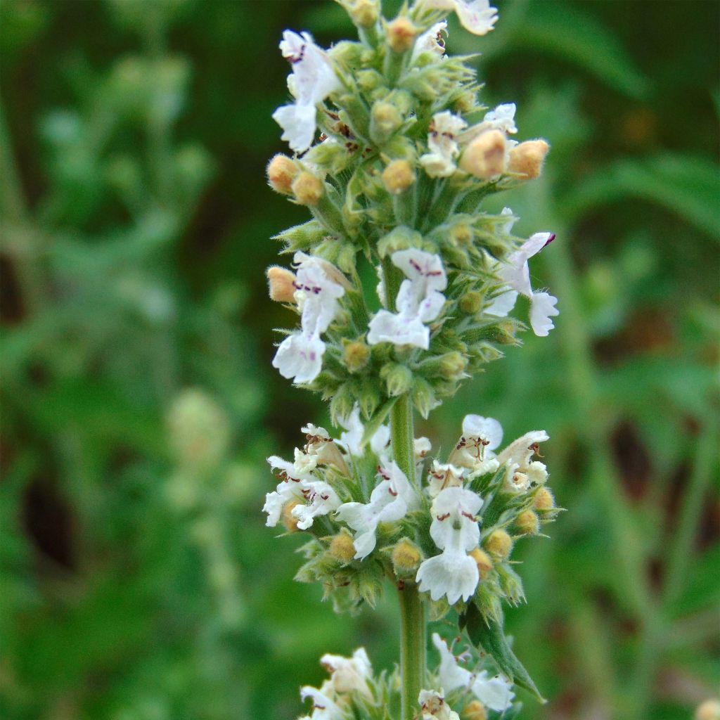 Echte Katzenminze - Nepeta cataria