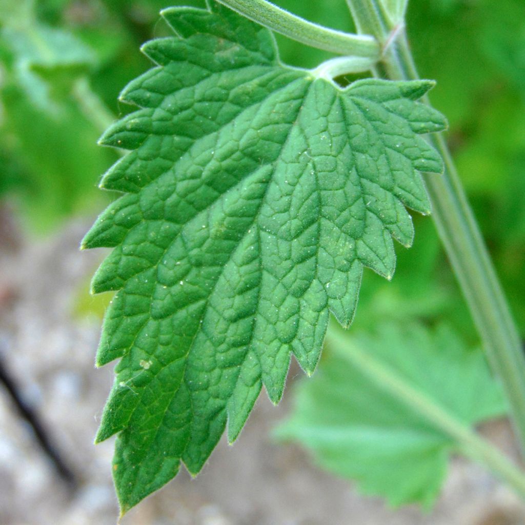 Graines de Nepeta cataria - Chataire - Catmint