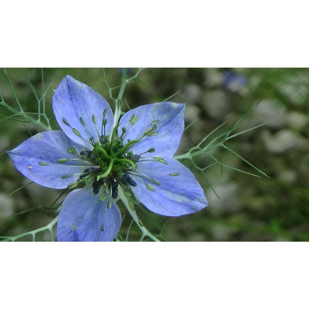 Nigella damascena Miss Jekyll Blue (Samen) - Damaszener Schwarzkümmel