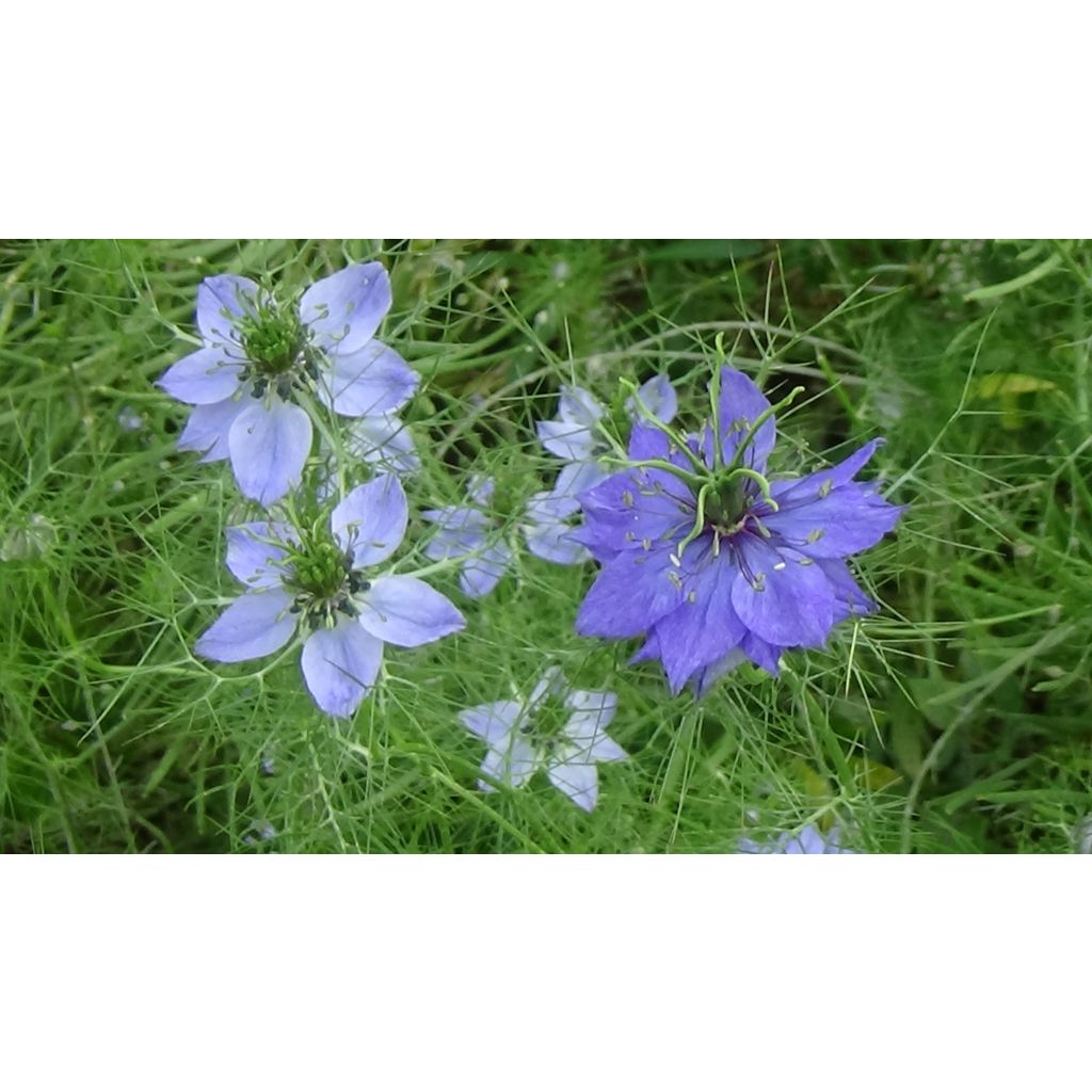 Nigella damascena Miss Jekyll Blue (Samen) - Damaszener Schwarzkümmel