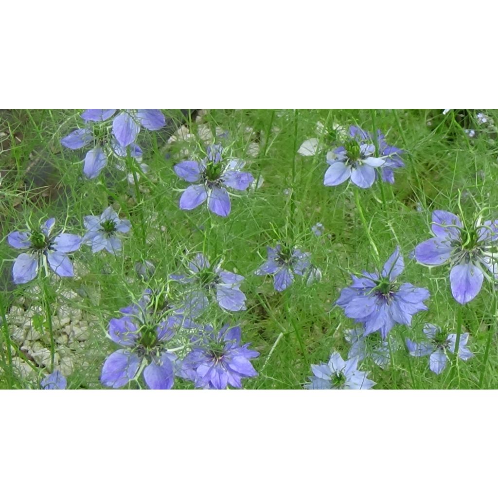 Nigella damascena Miss Jekyll Blue (Samen) - Damaszener Schwarzkümmel