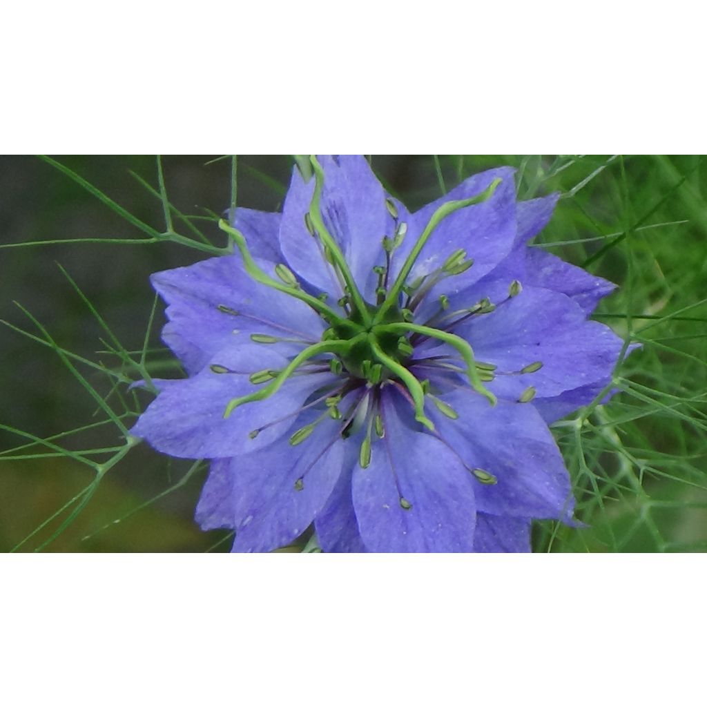 Nigella damascena Moody Blues (Samen) - Damaszener Schwarzkümmel