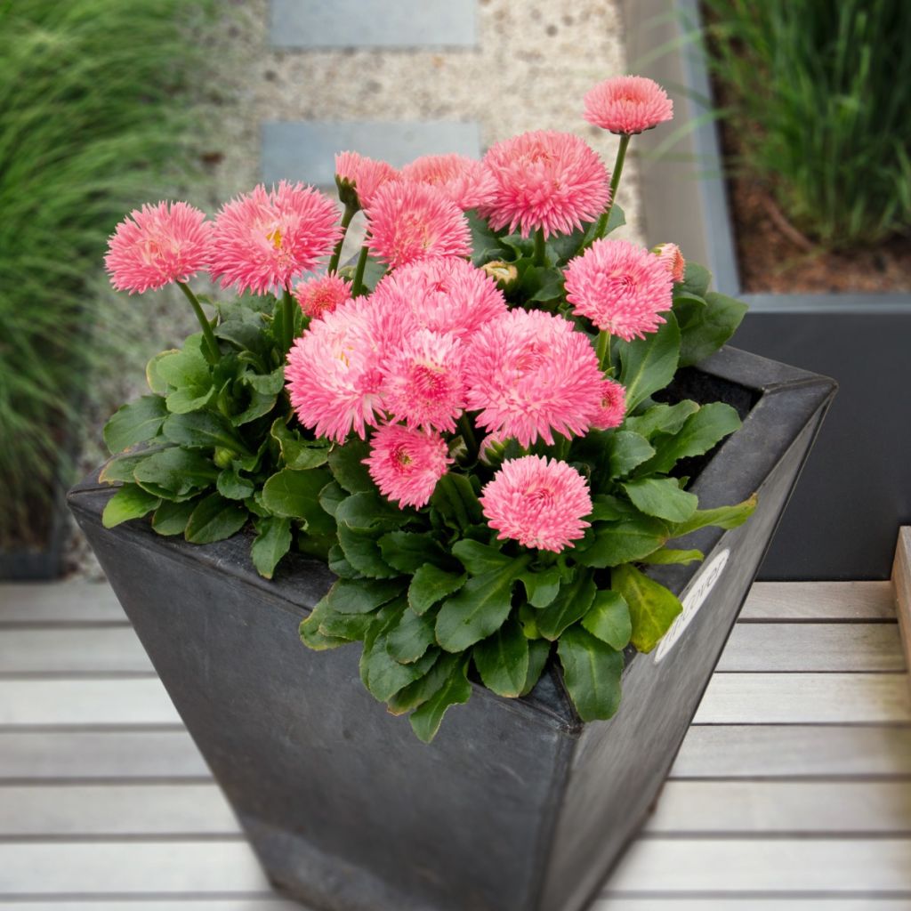 Bellis perennis Robella - Gänseblümchen