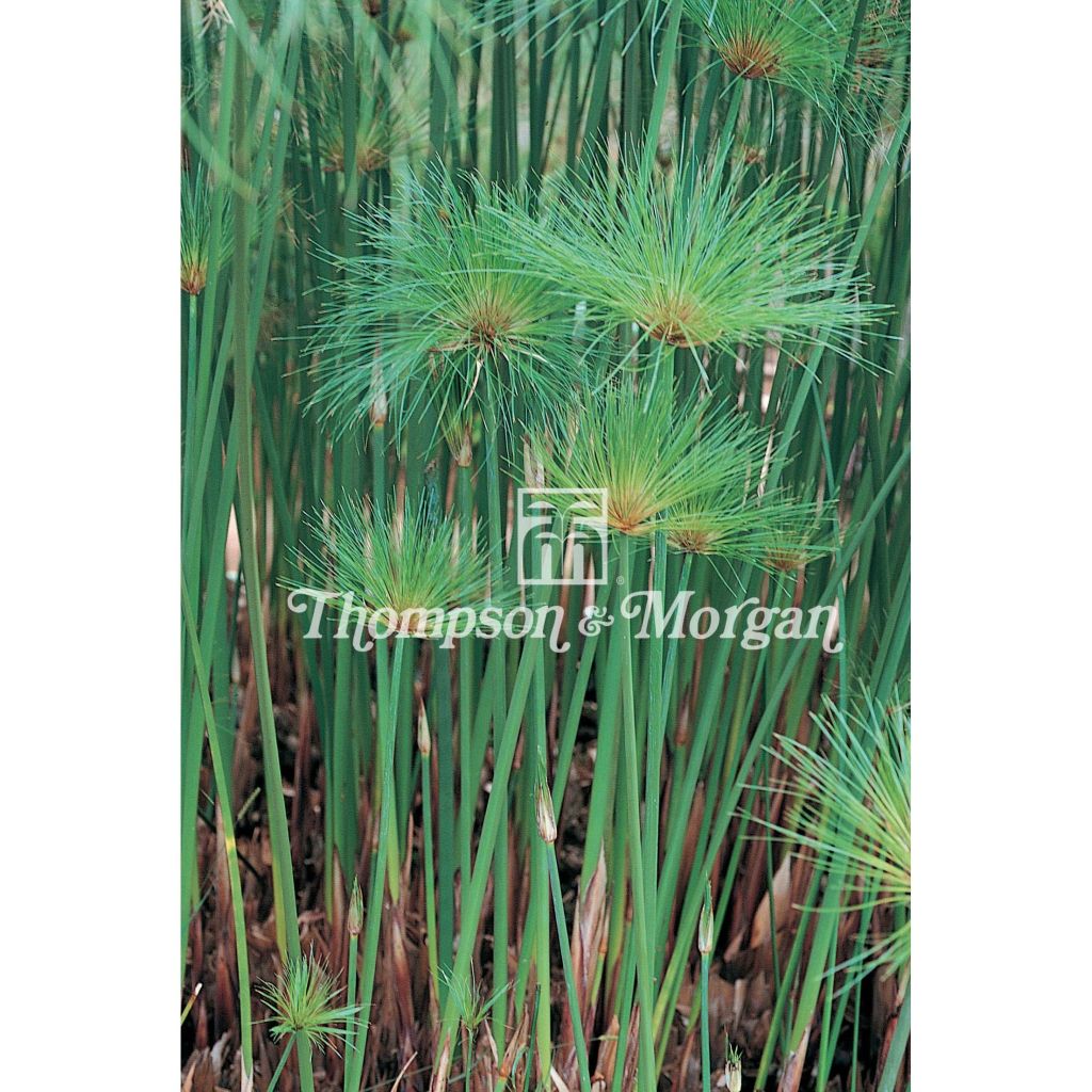 Cyperus papyrus (Samen) - Papyrusstaude