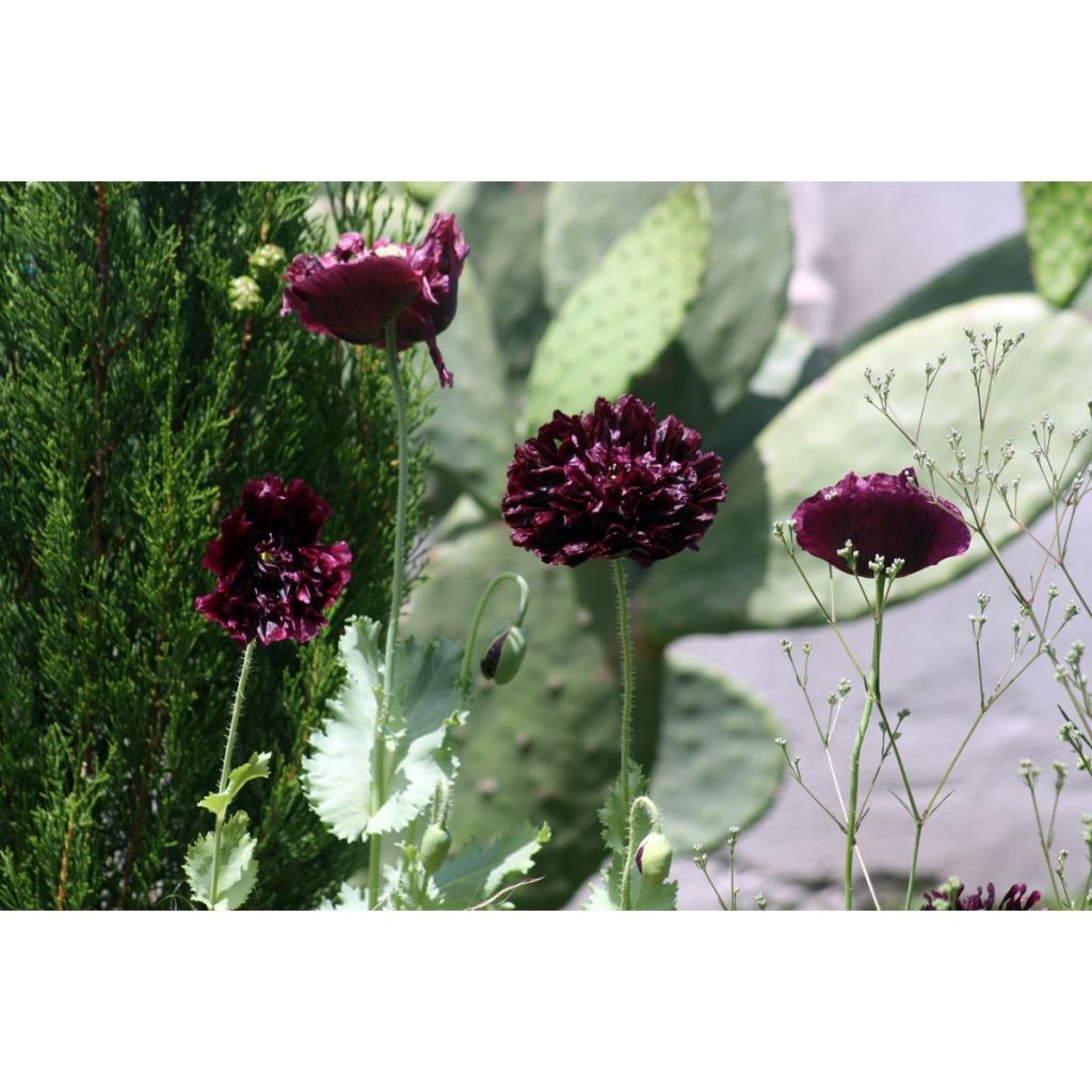 Schlafmohn Black Peony (Samen) - Papaver