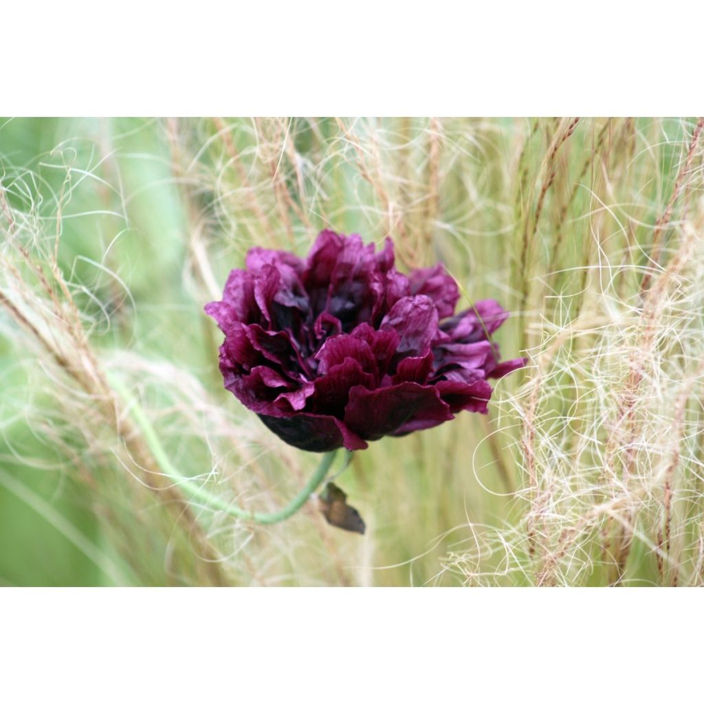 Schlafmohn Black Peony (Samen) - Papaver