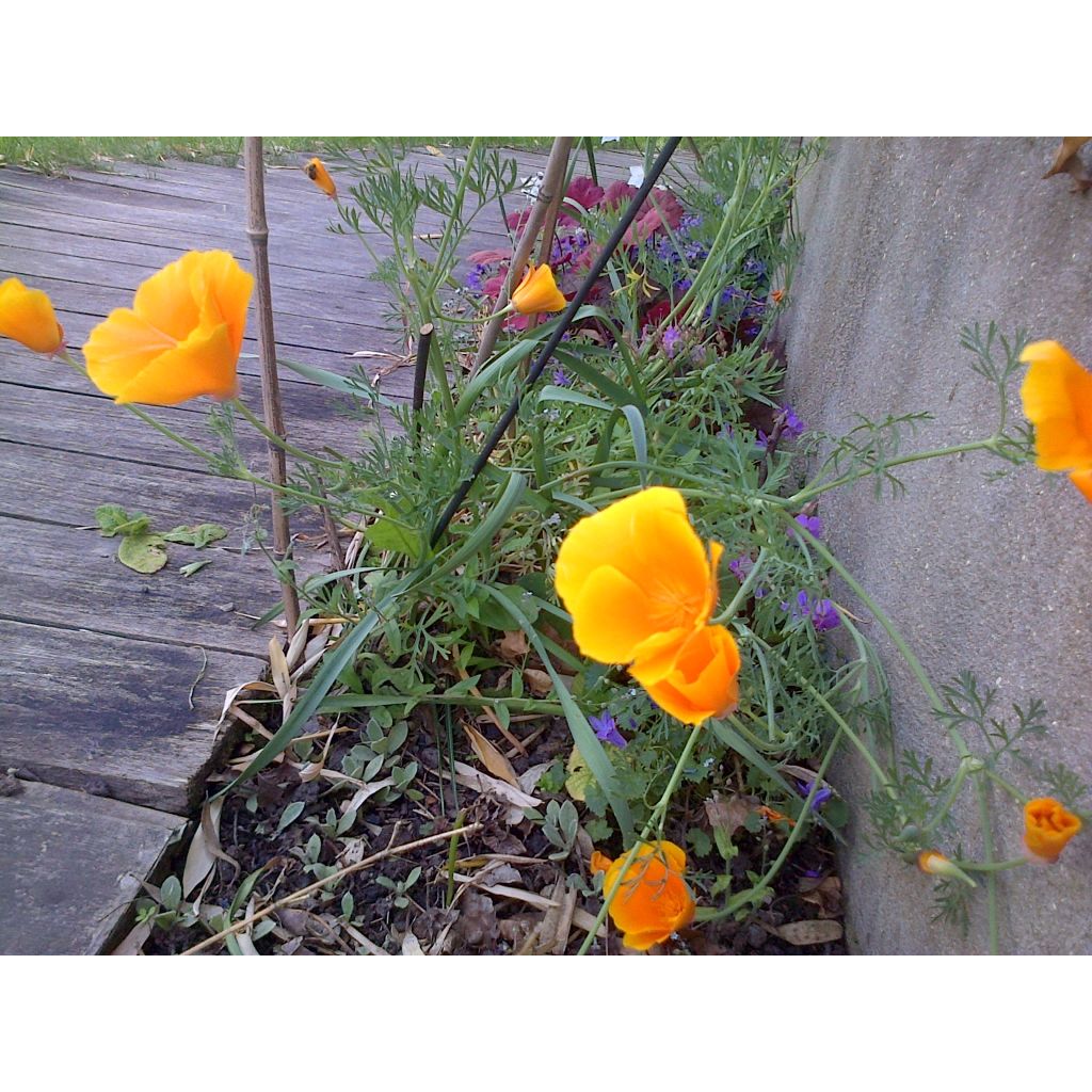 Goldmohn Sun shades (Samen) - Eschscholzia californica