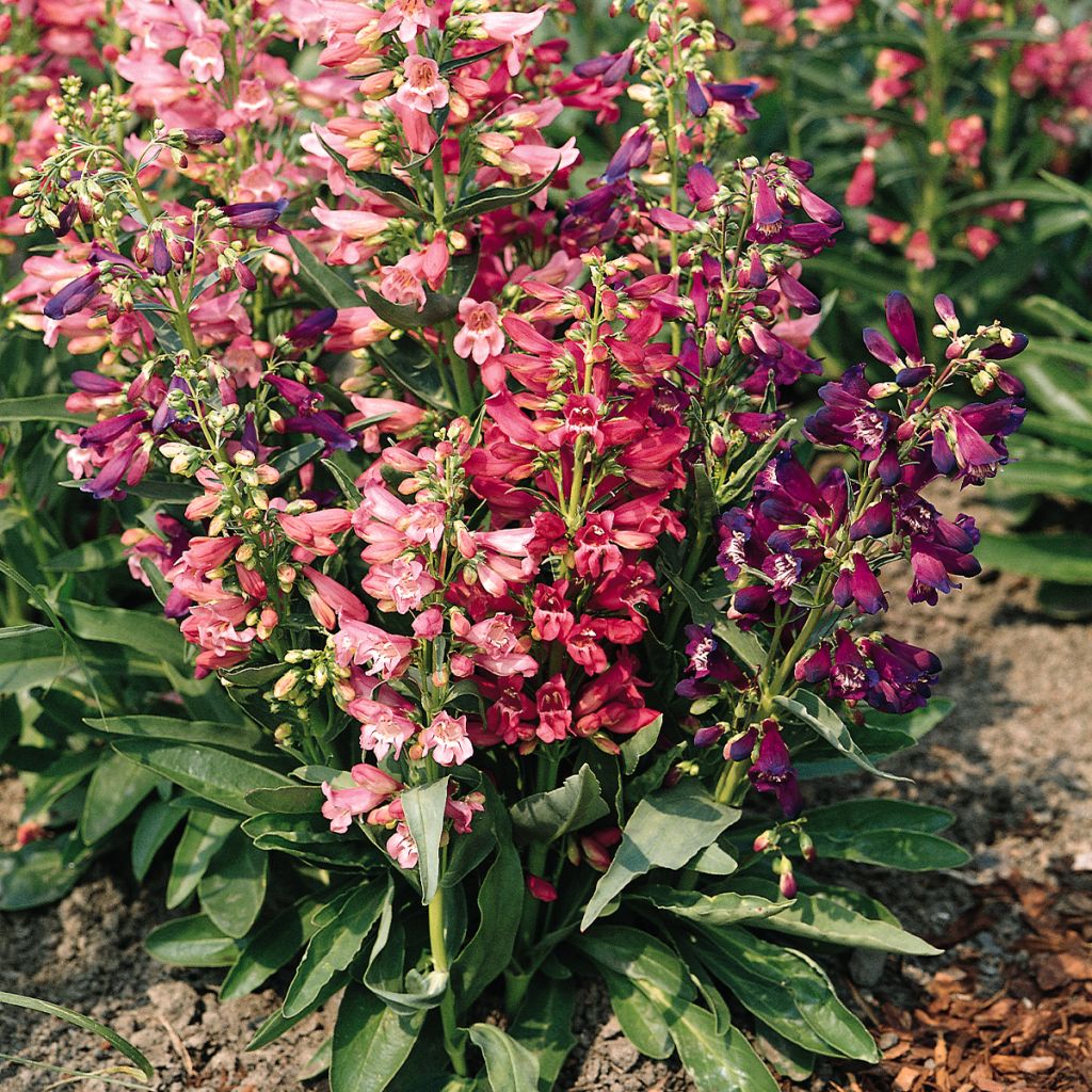 Penstemon Cambridge Mixture (Samen) - Bartfaden