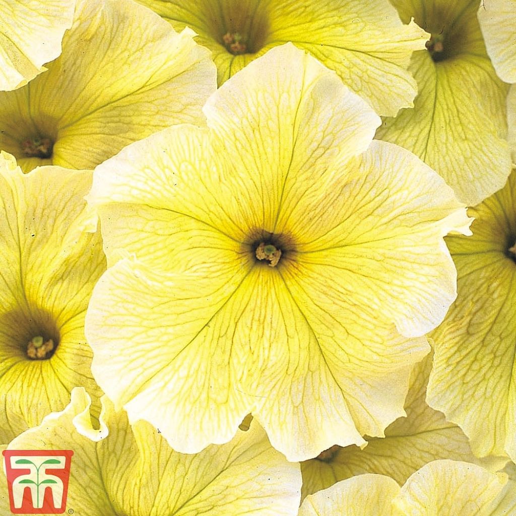 Petunia Prism Sunshine F1 (Samen)