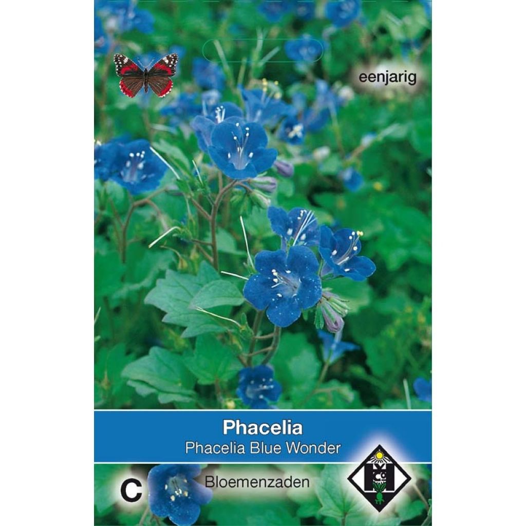 Phacelia campanularia Blue Wonder (Samen) - Glockenblumen-Büschelschön