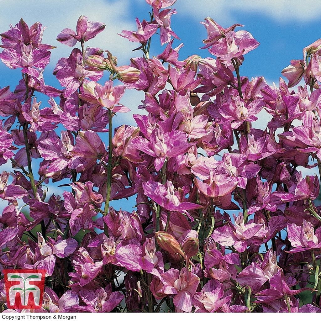 Delphinium ajacis Splish Splash (Samen) - Garten-Rittersporn