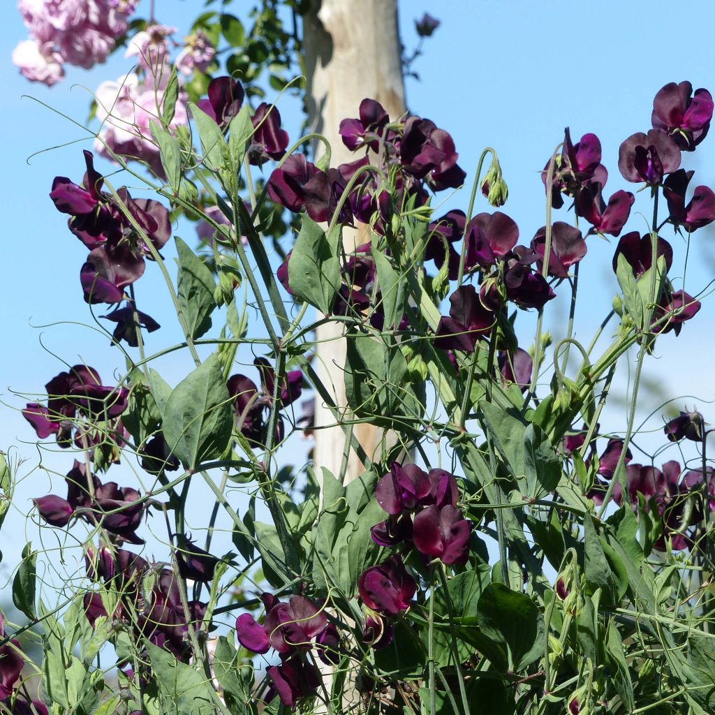 Duftwicke Beaujolais (Samen) - Lathyrus odoratus