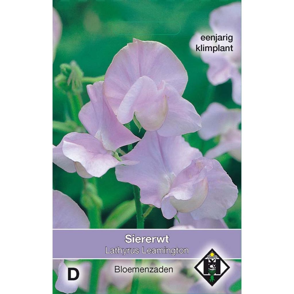 Duftwicke Leamington (Samen) - Lathyrus odoratus