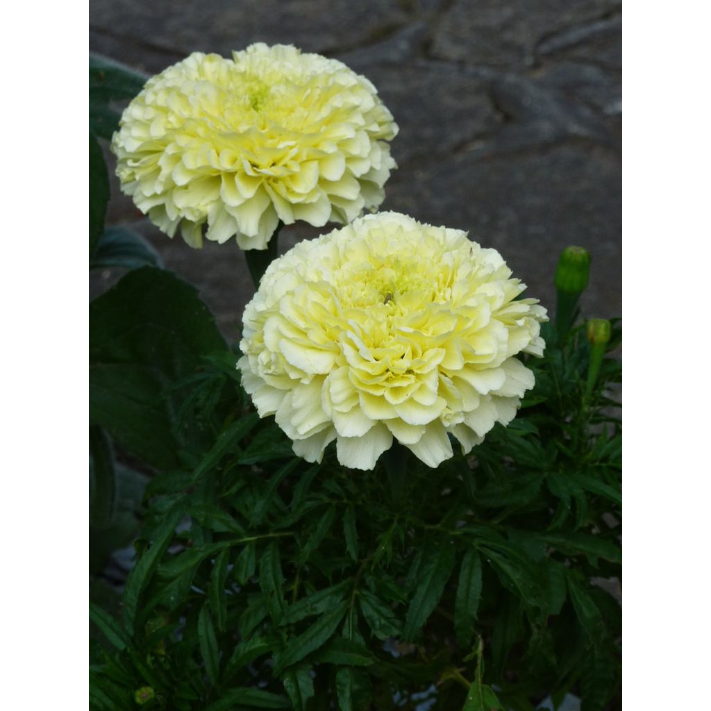 Aufrechte Studentenblume Vanilla (Samen) - Tagetes