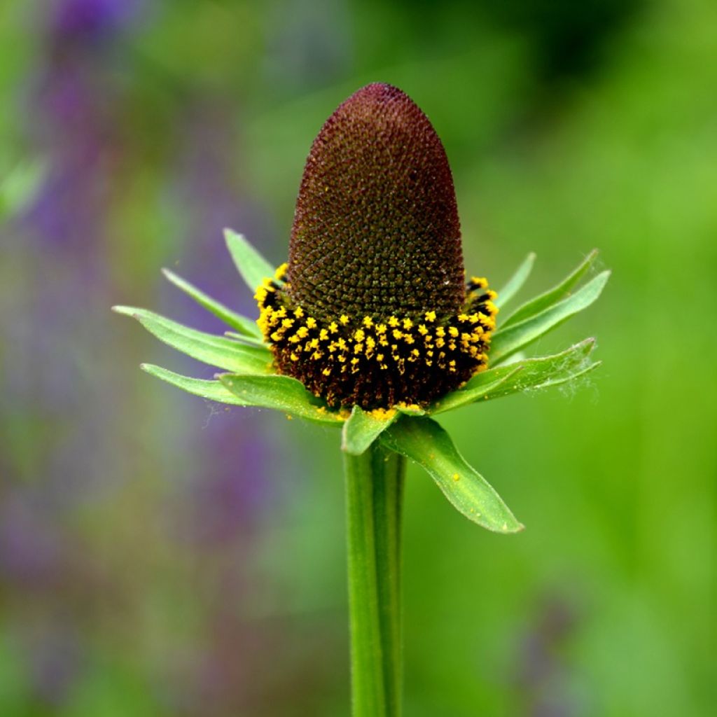 Garten-Sonnenhut Green Wizard (Samen) - Rudbeckia occidentalis