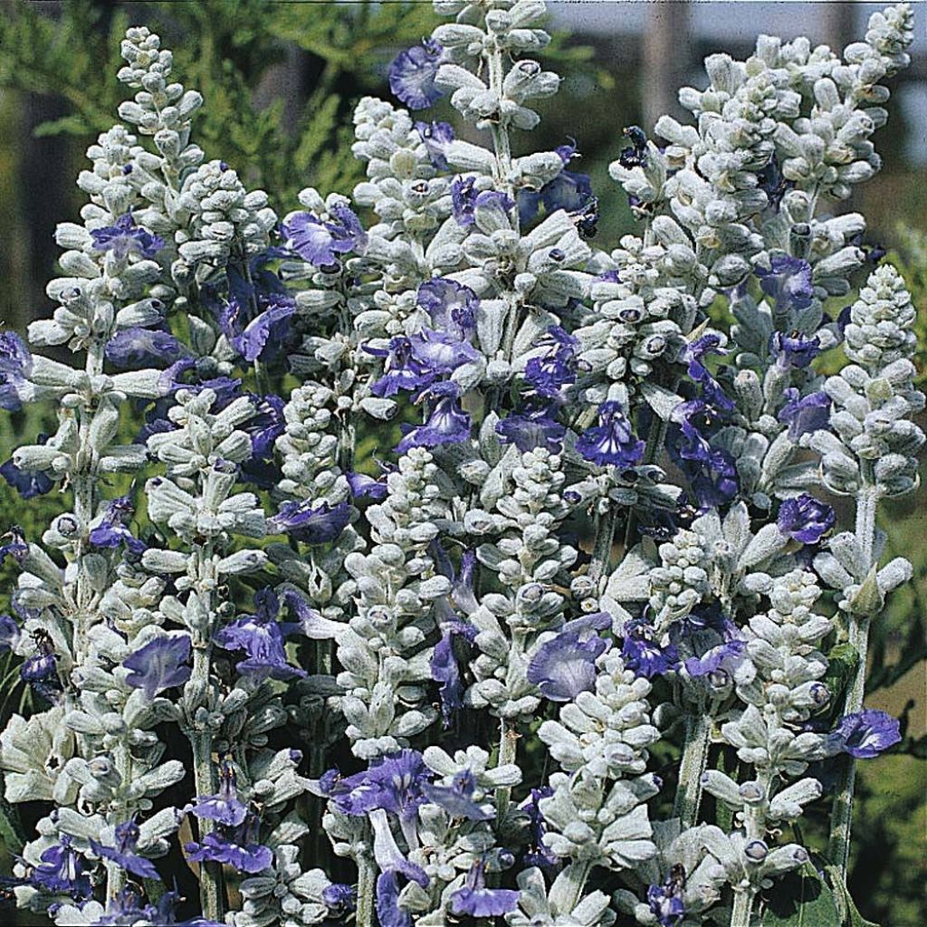 Mehliger Salbei Strata (Samen) - Salvia