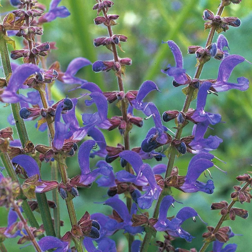 Salvia transylvanica (Samen) - Siebenbürgen-Salbei