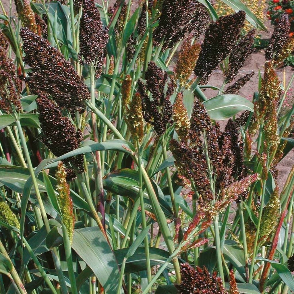 Sorghum nigrum (Samen) - Sorghumhirse