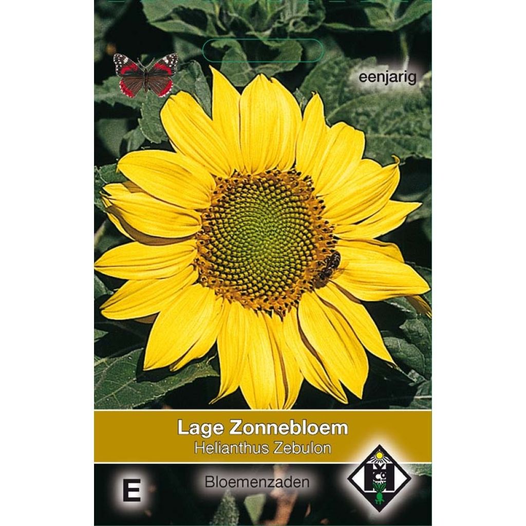 Sonnenblume Zebulon (Samen) - Helianthus