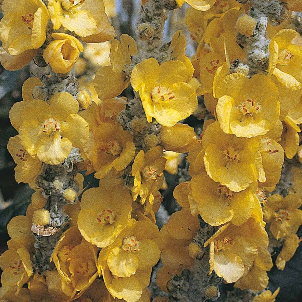 Verbascum bombyciferum Silver Lining (Samen) - Seidige Königskerze