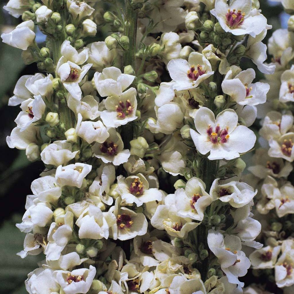 Verbascum chaixii Album (Samen) - Österreichische Königskerze