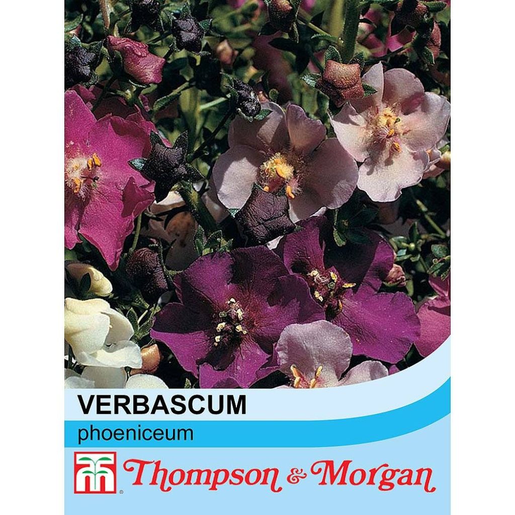 Verbascum phoeniceum Mix (Samen) - Königskerze