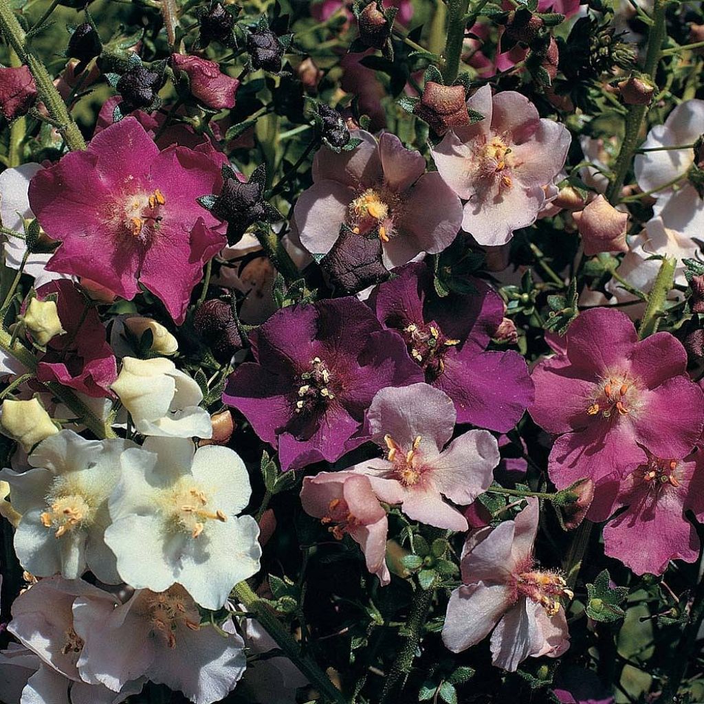 Verbascum phoeniceum Mix (Samen) - Königskerze