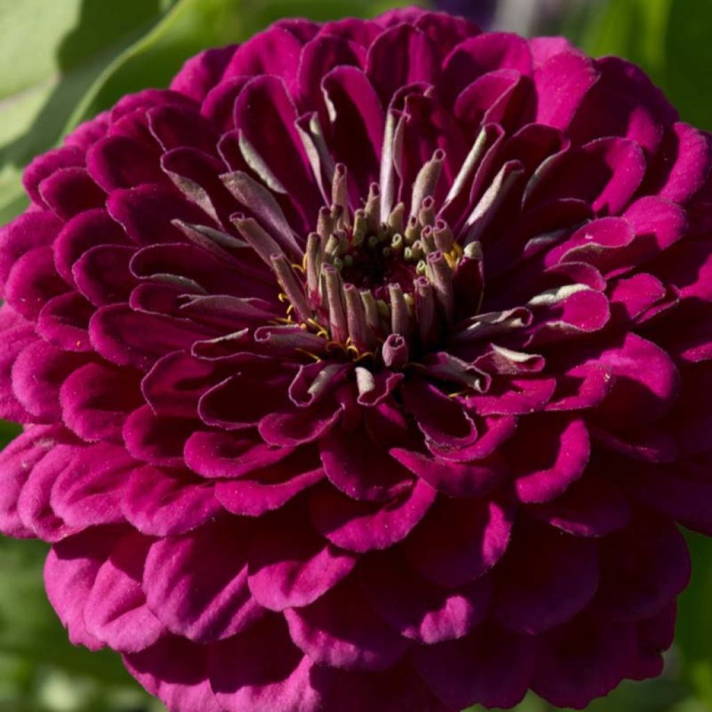 Garten-Zinnie Purple Prince (Samen)