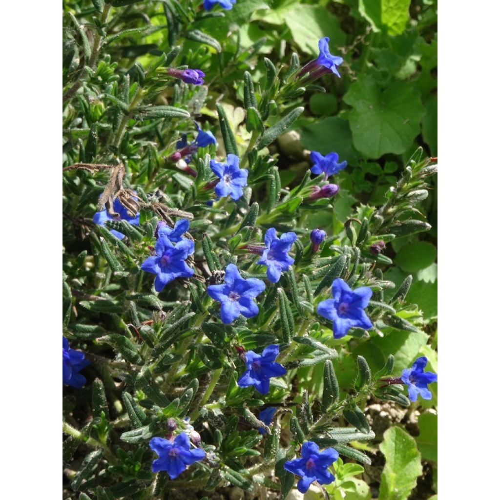 Steinsame Heavenly Blue - Lithodora diffusa