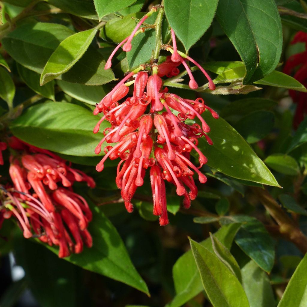 Grevillea rhyolitica - Australische Silbereiche