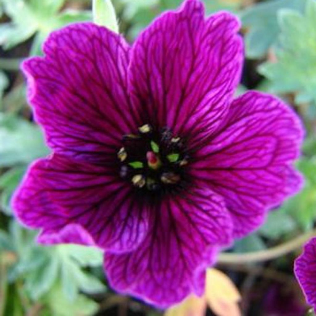 Geranium cinereum Purple Pillow - Aschgrauer Storchschnabel