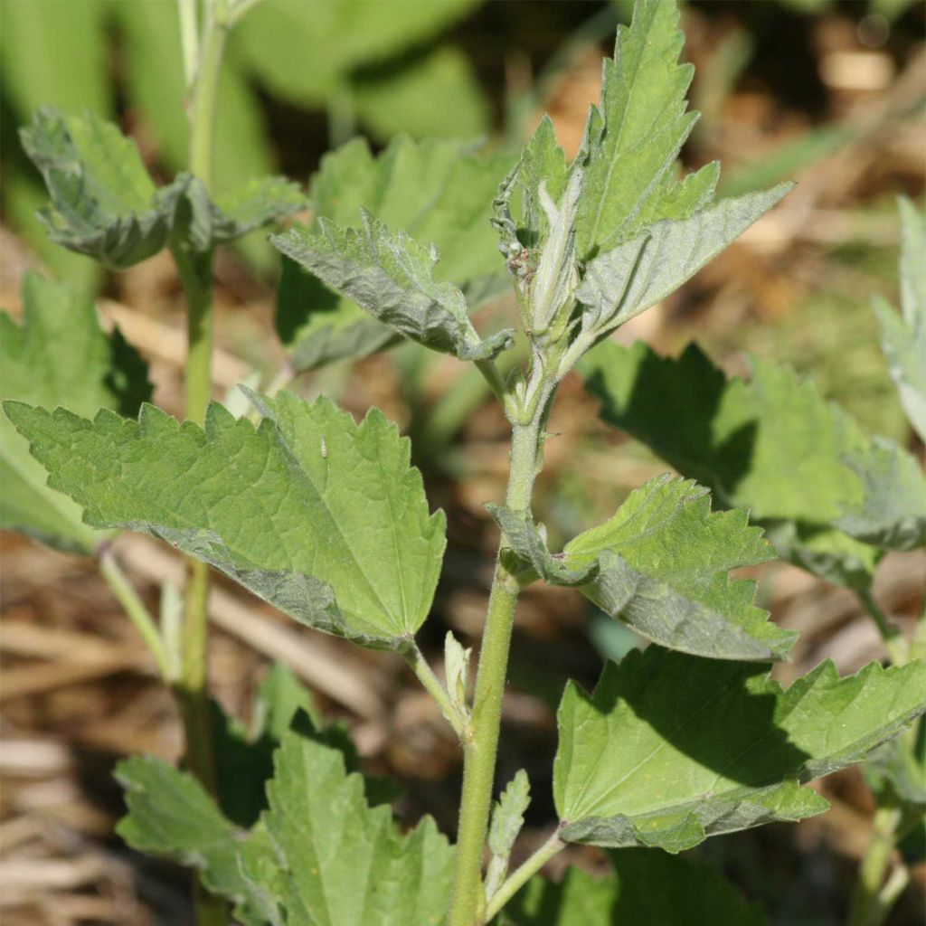 Echter Eibisch Bio - Althaea officinalis