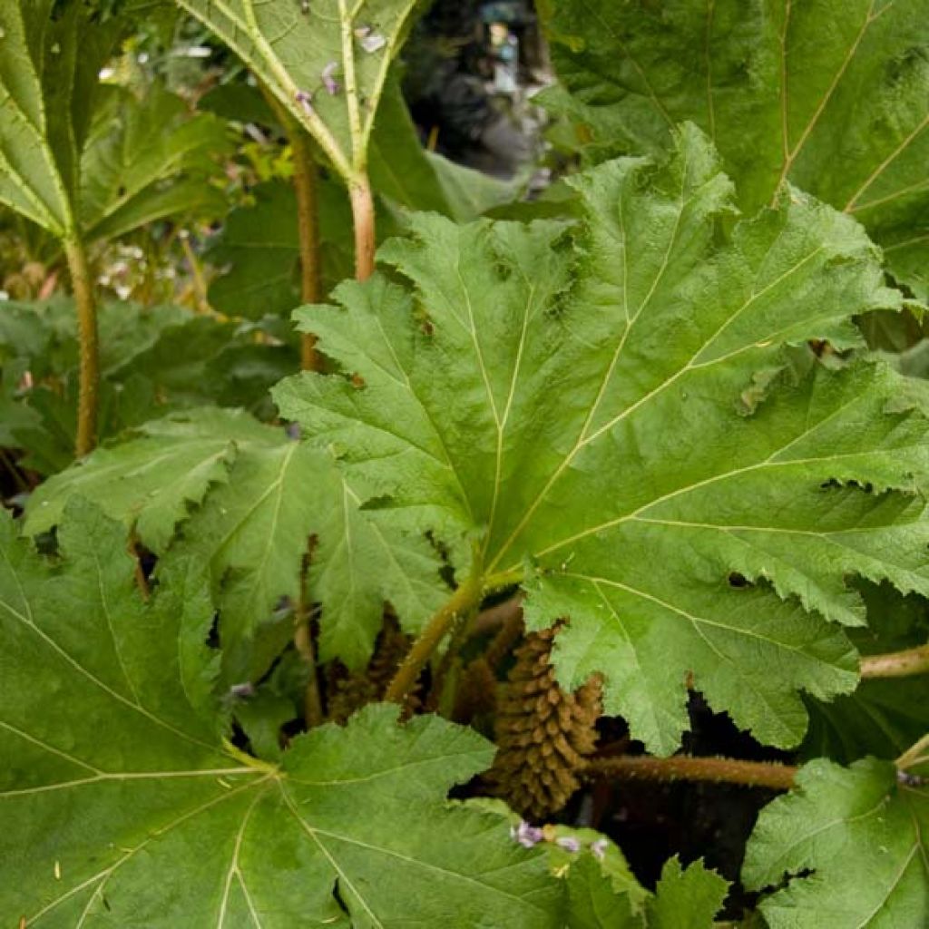 Gunnera manicata - Riesenrhabarber