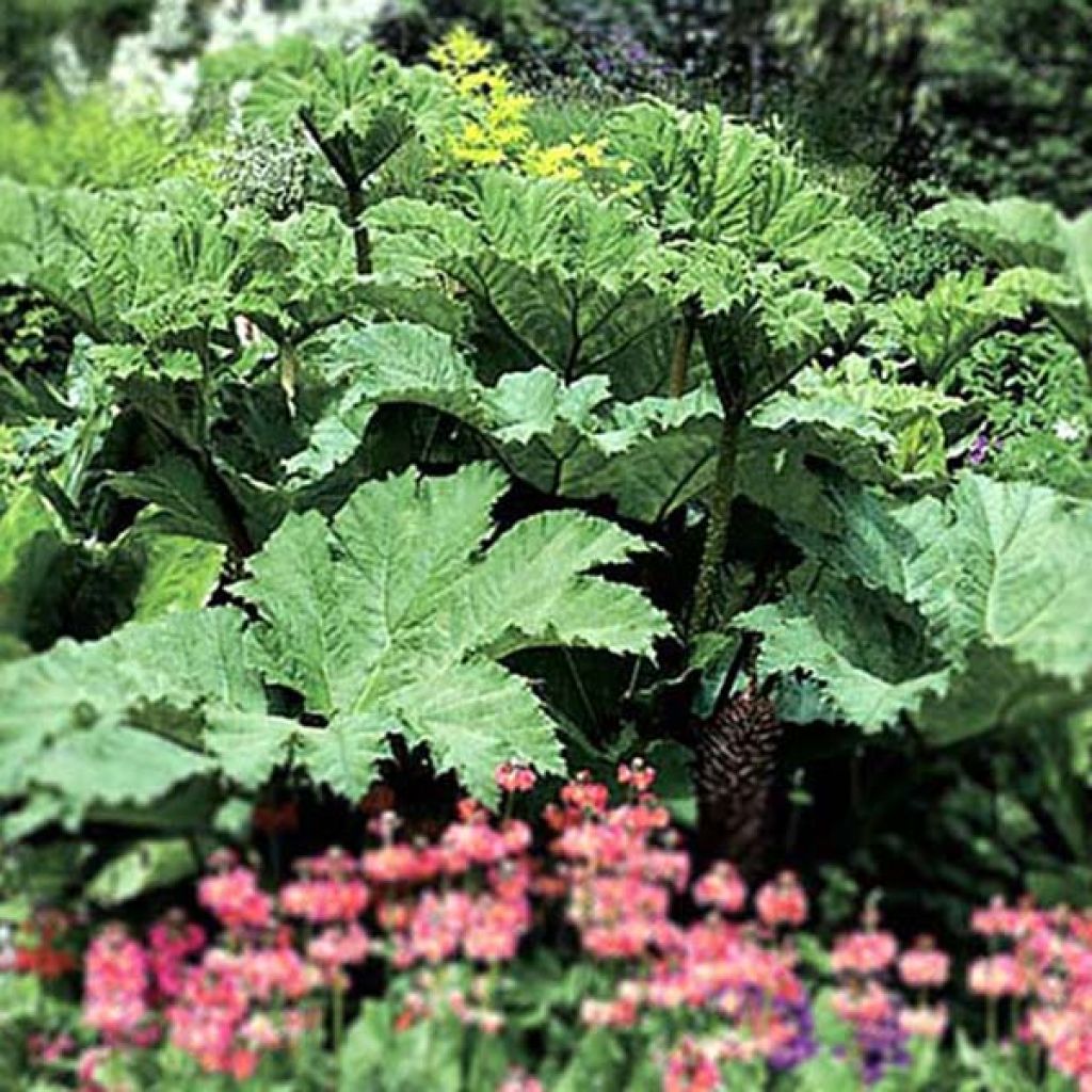 Gunnera manicata - Riesenrhabarber