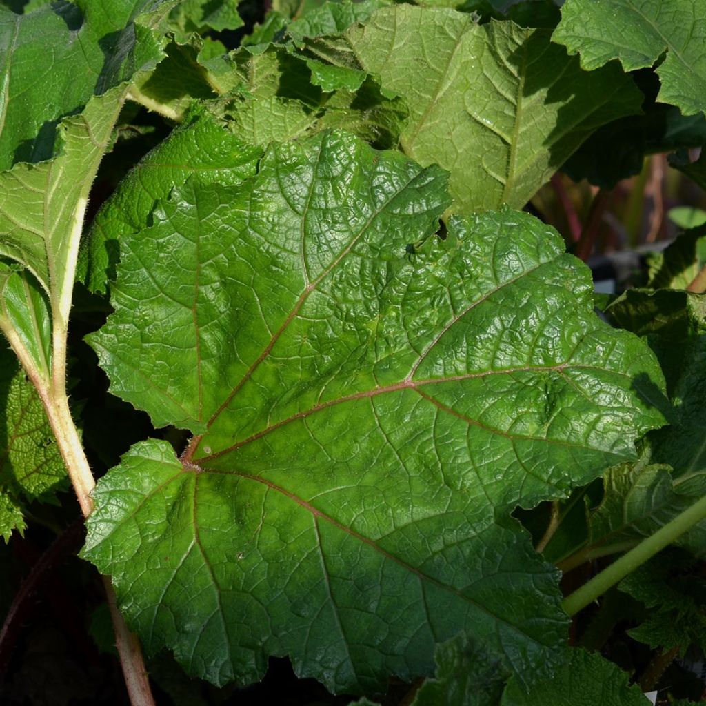 Gunnera manicata - Riesenrhabarber