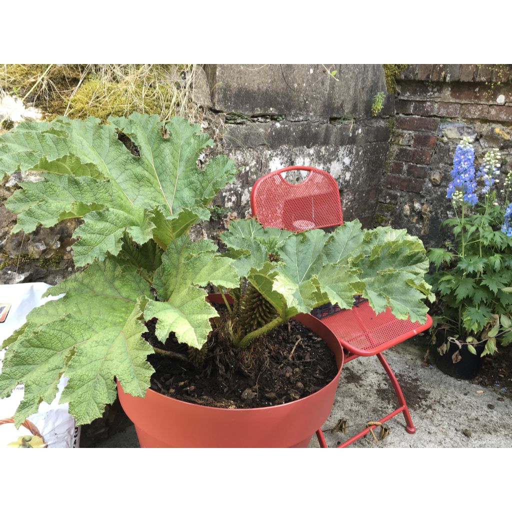 Gunnera manicata - Riesenrhabarber