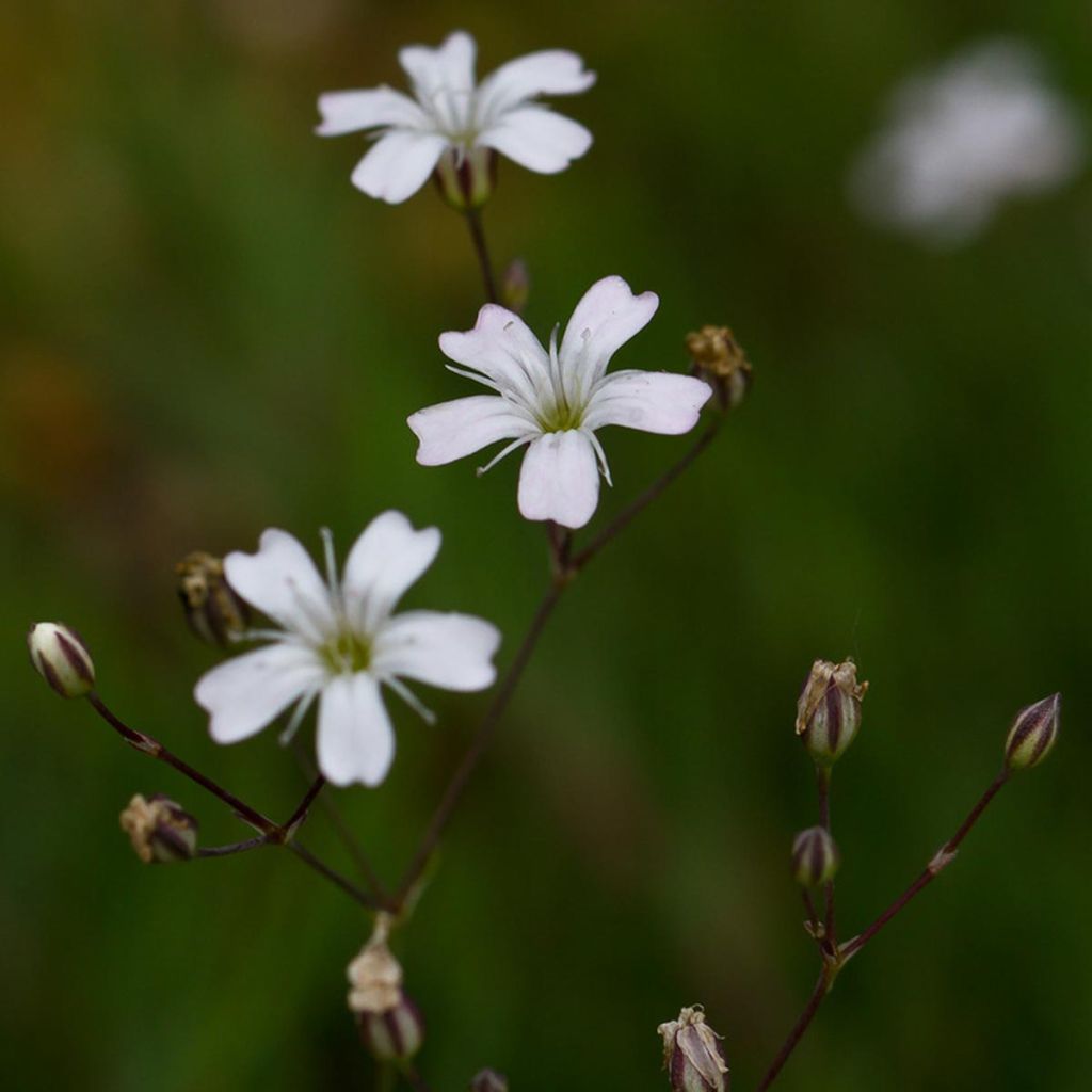 Gypsophile blanc rampant - Gypsophila repens Alba