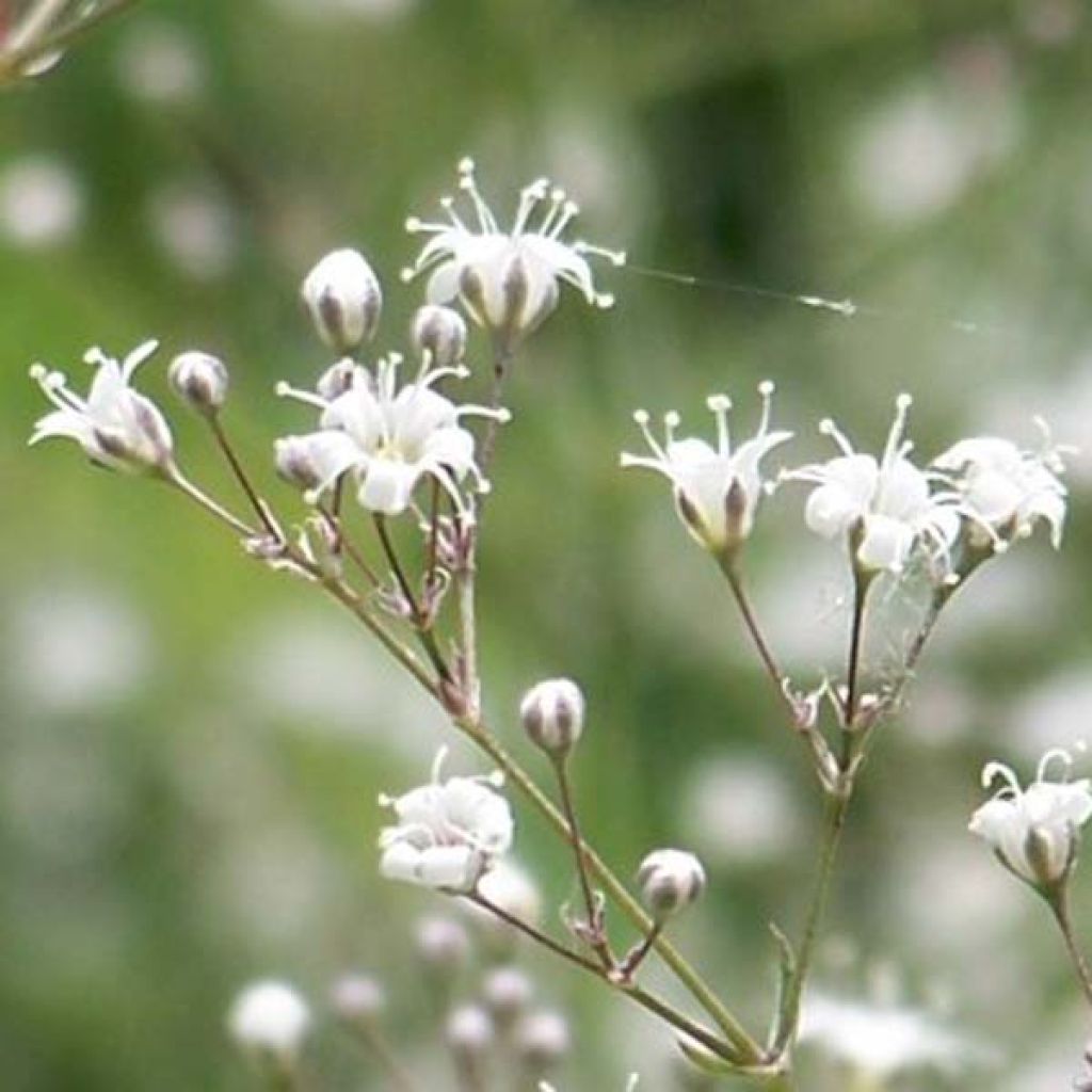 Rispiges Gipskraut White Festival - Gypsophila paniculata