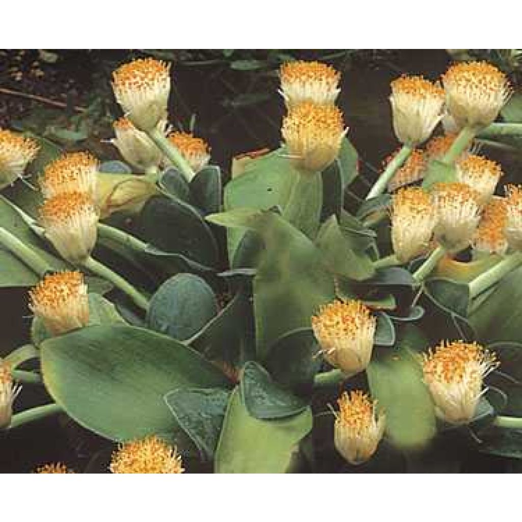 Scadoxus oder Haemanthus albiflos