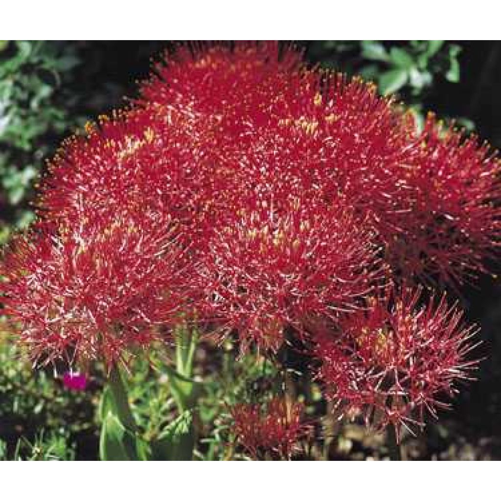 Scadoxus oder Haemanthus multiflorus