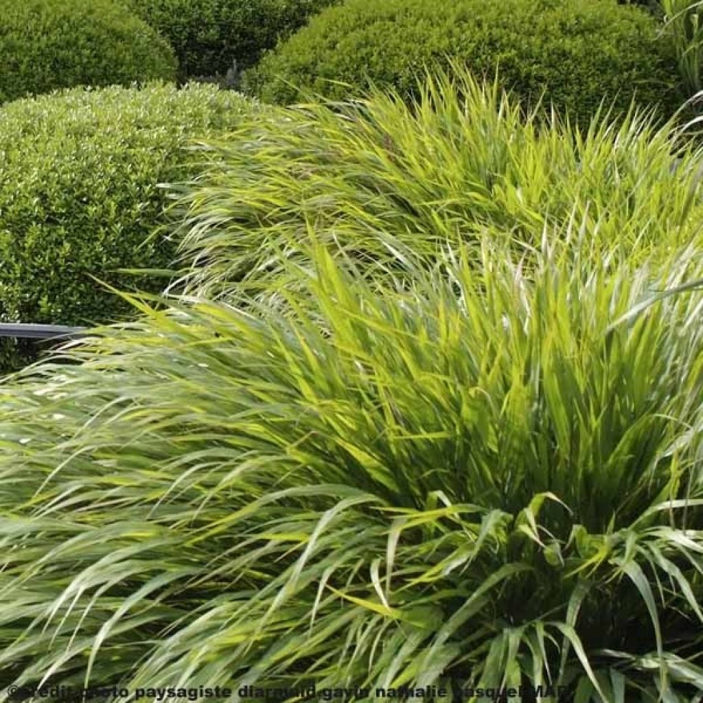 Hakonechloa macra - Japangras