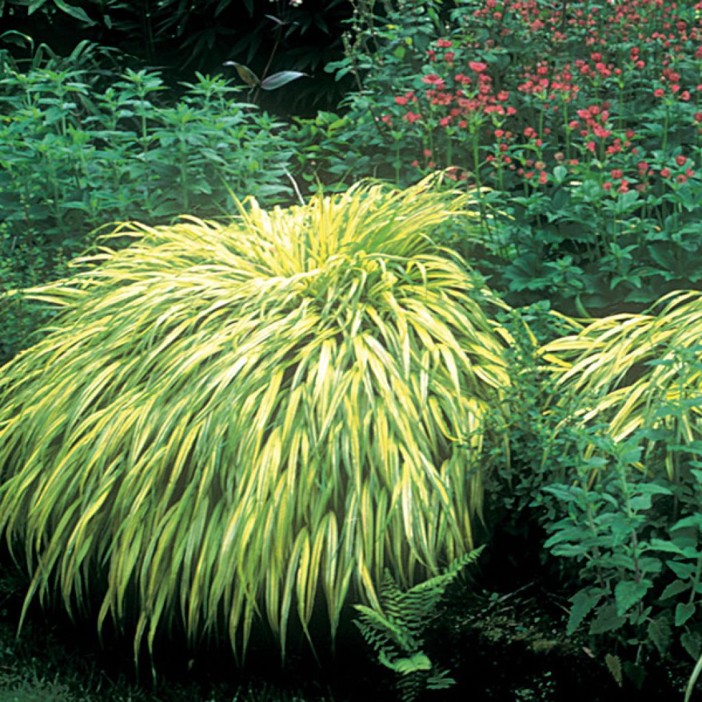 Hakonechloa macra Aureola - Japangras