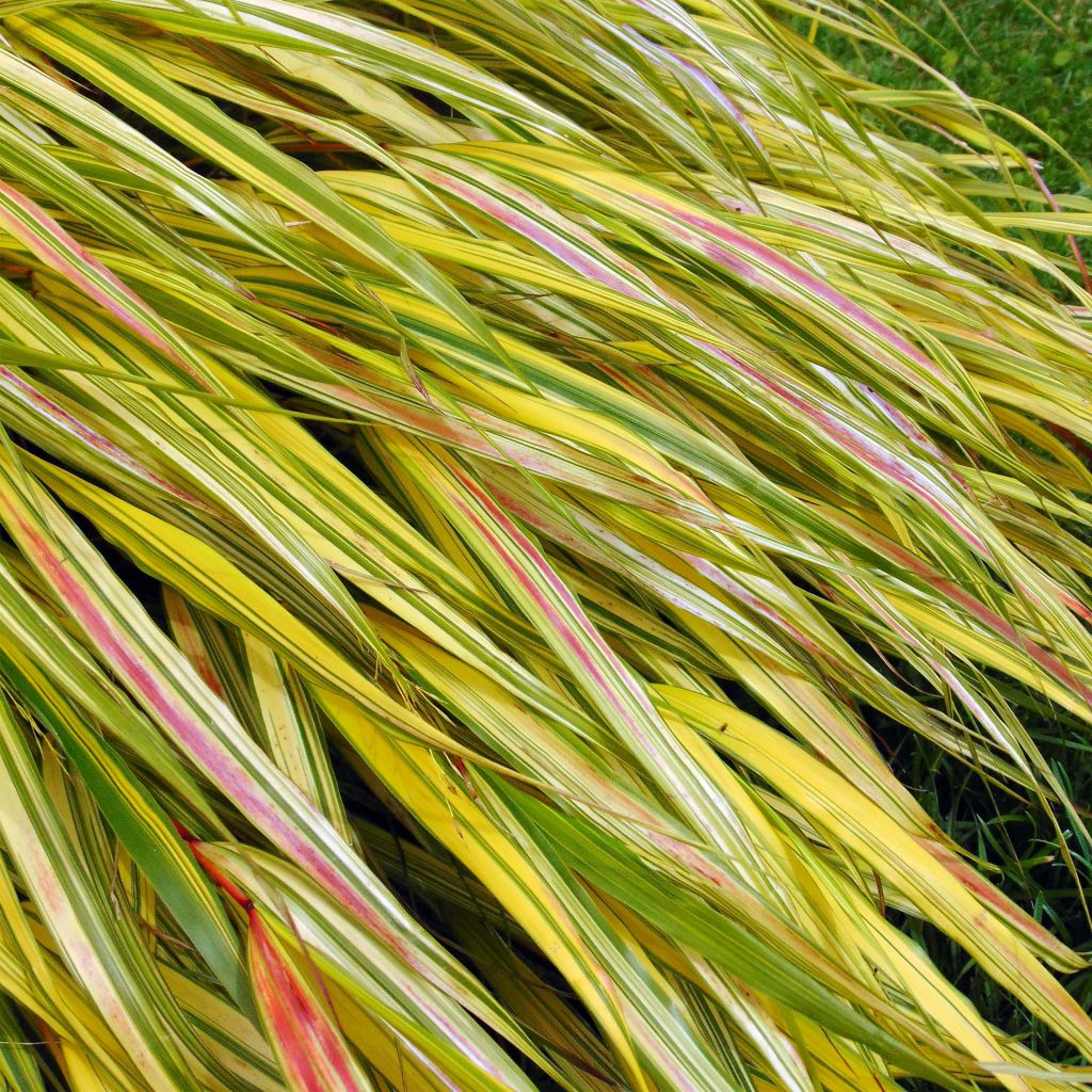 Hakonechloa macra Aureola - Japangras