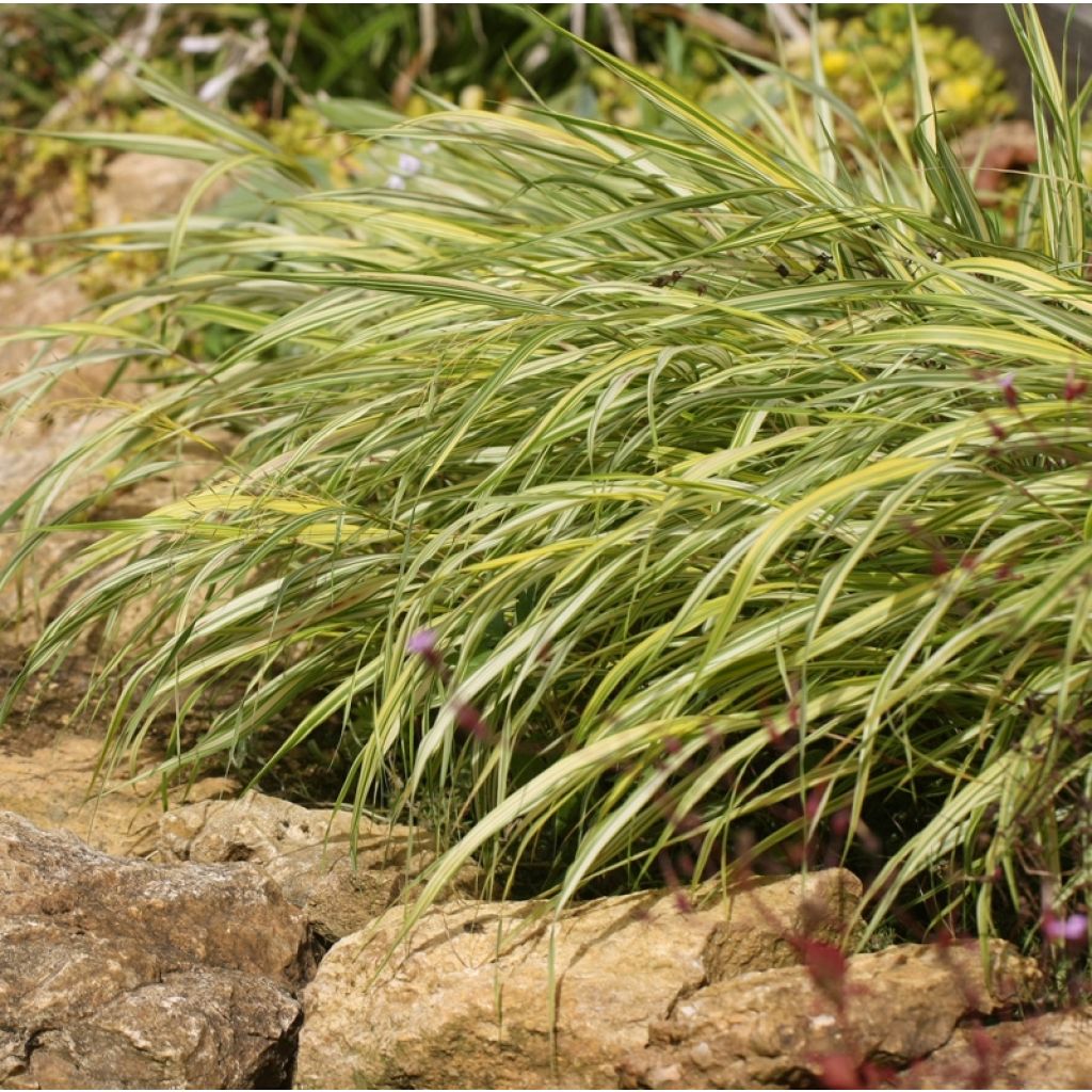 Hakonechloa macra Naomi - Japangras